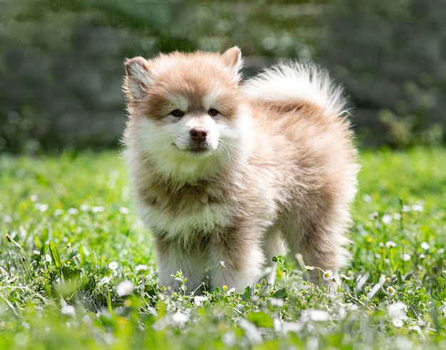 fiński lapphund w ogrodzie