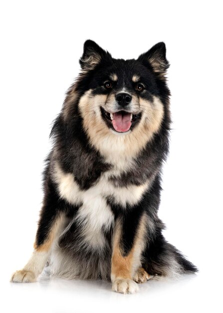 Fiński Lapphund w studio