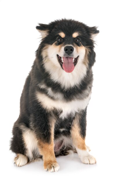 Fiński Lapphund