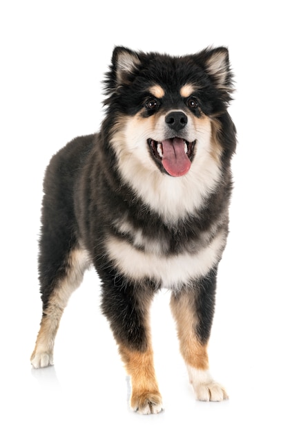 Fiński Lapphund