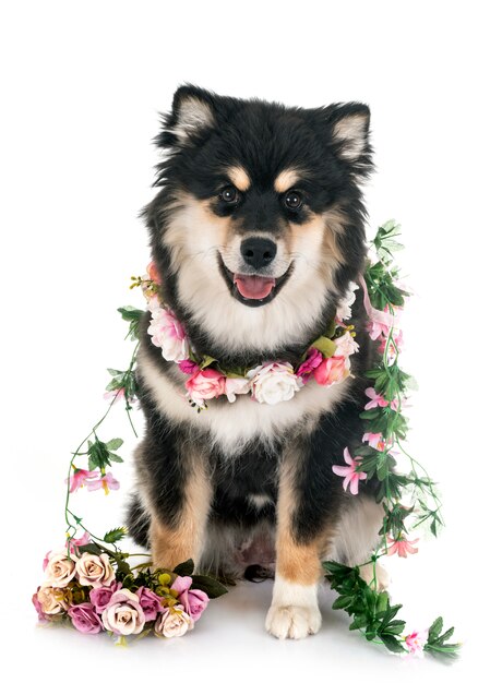 Fiński Lapphund