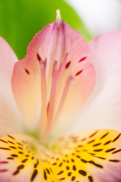 Fioletowa Alstroemeria z bliska