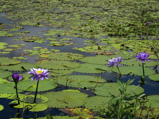 Zdjęcie fioletowa lilia wodna w jeziorze