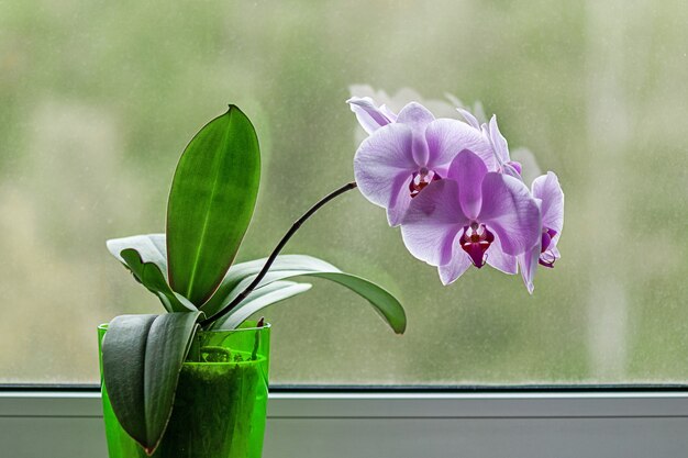 Fioletowa Orchidea Z Kwiatami Przy Oknie