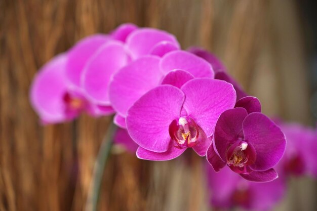 Fioletowa Orchidea Z Tłem Bokeh