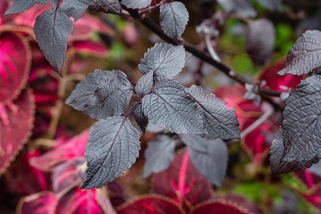 Fioletowa pachnotka frutescens var. crispa, znany również pod japońską nazwą shiso