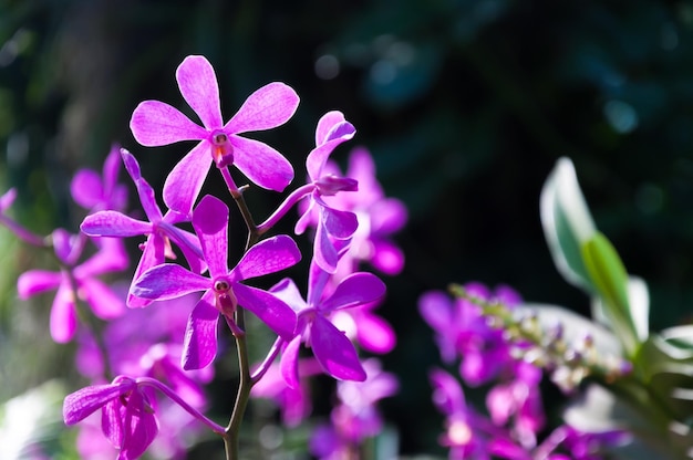 Fioletowa piękna orchidea w naturalnej orchidei Vanda