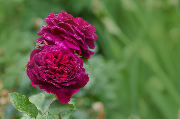 Fioletowa róża na gałęzi w ogrodzie Fioletowe fioletowe róże w ogrodzie Angielska fioletowa fioletowa róża