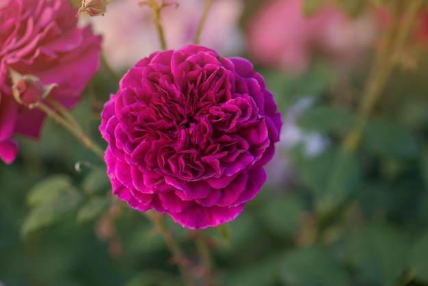 Fioletowa róża na gałęzi w ogrodzie Zbliżenie róży ogrodowej Munstead Wood