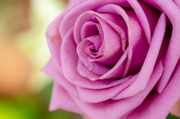 Zdjęcie fioletowa róża niewyraźne