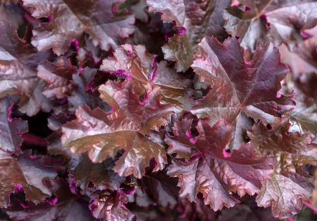 Fioletowa tekstura Liście Heuchera w ogrodzie letnim Byliny krajobrazowe ogrodnictwo