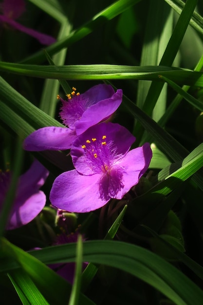 fioletowa tradescantia kwitnie w ogrodzie na farmie kwiatów koncepcja uprawy kwiatów