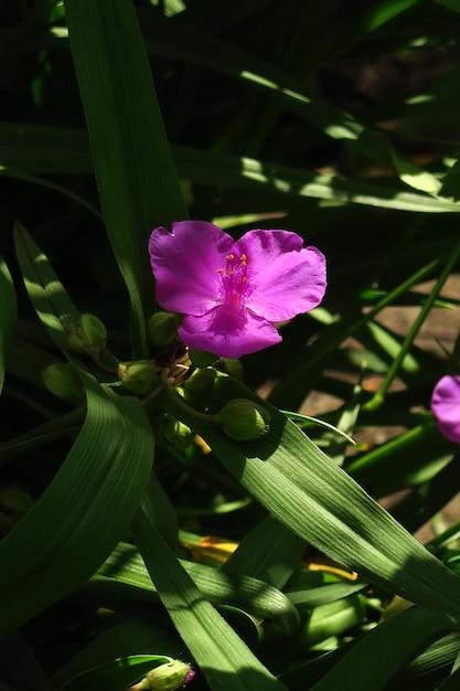 fioletowa tradescantia kwitnie w ogrodzie na farmie kwiatów