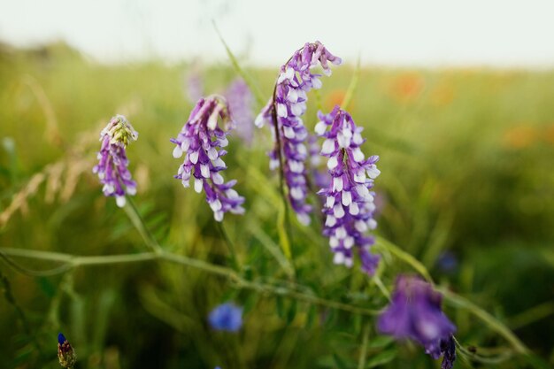 Fioletowa Vicia Cracca Kwitnące Kwiaty Na Letnim Polu W świetle Zachodzącego Słońca Powolne życie Latem Na Wsi Atmosferyczna Spokojna Chwila Zimowa Wyka