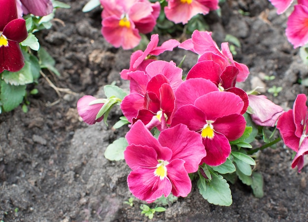 Fioletowe Bratki Lub Kwietnik Viola Flowers