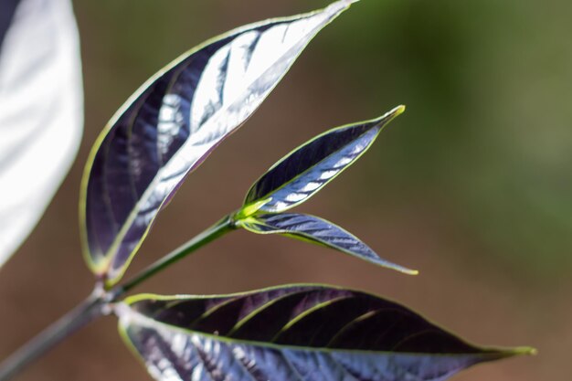 Zdjęcie fioletowe, ciemne liście natury