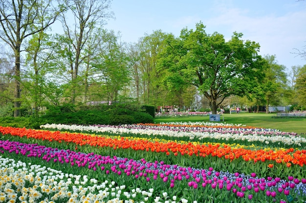 Fioletowe, czerwone, białe i pomarańczowe tulipany w parku Keukenhof w Holandii