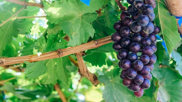 fioletowe czerwone winogrona z zielonymi liśćmi na winorośli. jesienne zbiory.
