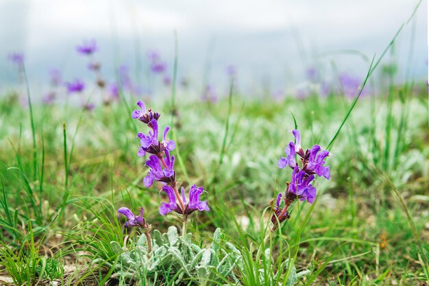 Fioletowe dzikie kwiaty orchidei na niewyraźnym naturalnym tle