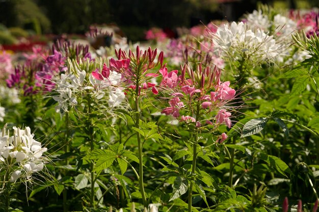 Fioletowe i białe pole kwitnących kwiatów Cleome Spinosa lub pająka