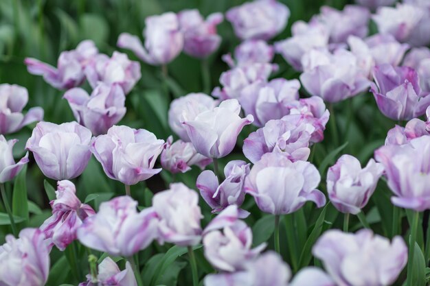 Fioletowe i białe tulipany z bliska