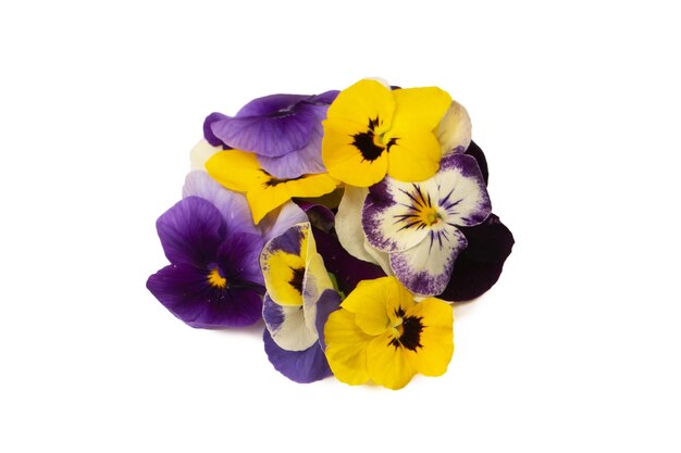 Fioletowe i żółte kwiaty jadalne na białym tle