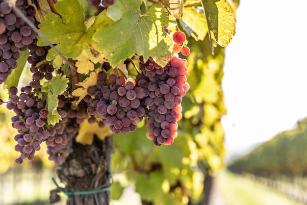 Fioletowe kiście winogron odmiany Red Traminer w winnicy dojrzewającej przed zbiorami