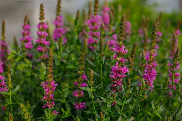 Fioletowe Kwiatostany Loosestrife, Lythrum Salicaria. Kwitnące Fioletowe Loosestrife Rosnące W Ogrodzie. Tło Kwiatowy. Letnie Kwiaty.