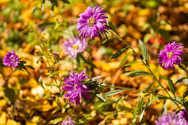 Fioletowe kwiaty asteru jesienią