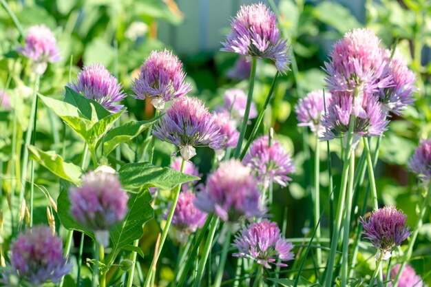 Fioletowe kwiaty Chives Allium schoenoprasum z rodziny Amaryllidaceae Selektywne skupienie Niewyraźne kwiaty Piękne tło kwiatowe