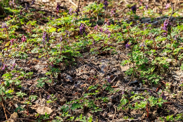 Fioletowe Kwiaty Corydalis W Lesie Na Wiosnę