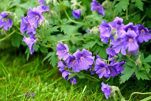 Fioletowe kwiaty geranium rosnące na polu lub w ogrodzie botanicznym w słoneczny dzień na zewnątrz Piękne rośliny o żywych fioletowych płatkach kwitnące i kwitnące wiosną w bujnym otoczeniu