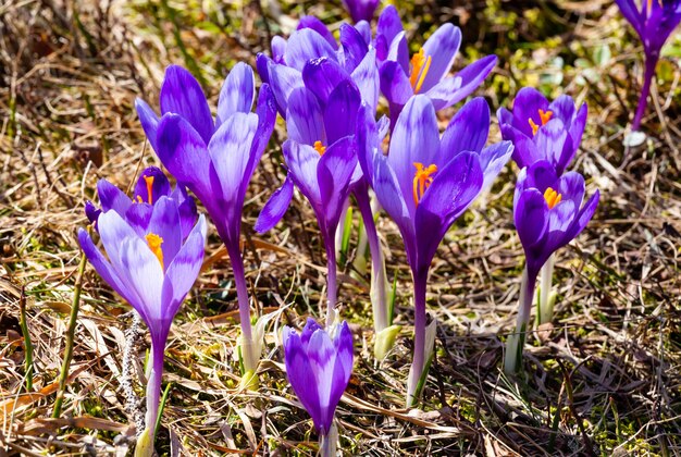 Fioletowe kwiaty krokusa na wiosennej górze