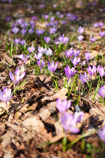 Fioletowe Kwiaty Krokusów Na Wiosnę