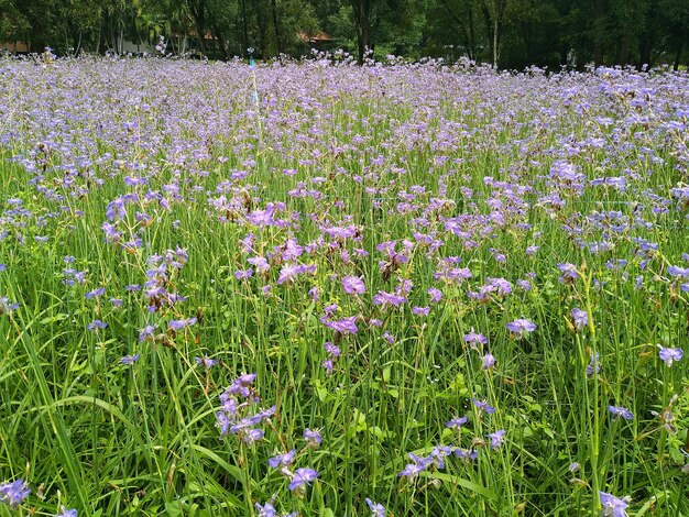 Zdjęcie fioletowe kwiaty kwitnące na polu