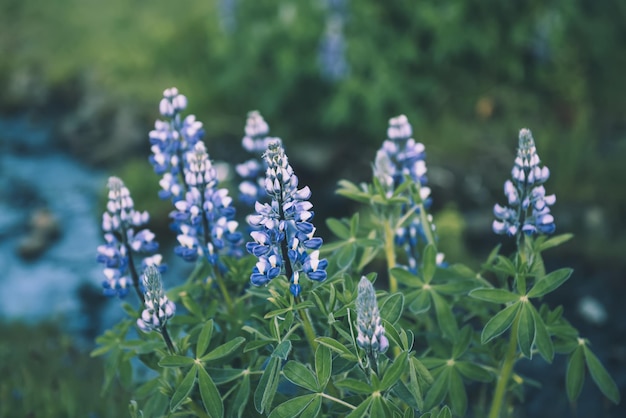 Fioletowe kwiaty łubinu rosnące na Islandii Naturalne tło sezonowe Świat piękna