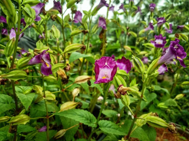 Zdjęcie fioletowe kwiaty na polu z zielonymi liśćmi i napisem „na dole”.