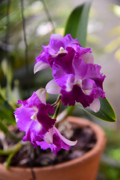 Zdjęcie fioletowe kwiaty orchidei