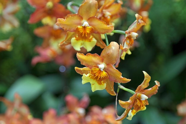 Fioletowe kwiaty orchidei