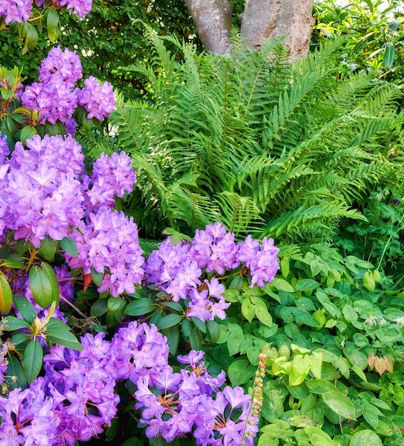 Fioletowe kwiaty rododendronów rosnące latem w ogrodzie botanicznym Piękny krzew fioletowych roślin kwitnących na polu na wsi Flora kwitnąca i kiełkująca na bujnej, trawiastej łące