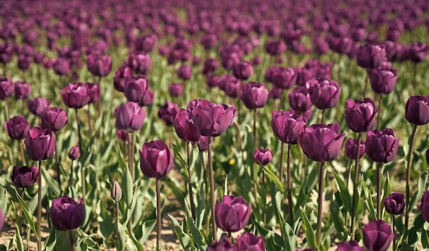 Fioletowe kwiaty świeżych tulipanów Holandii w polu