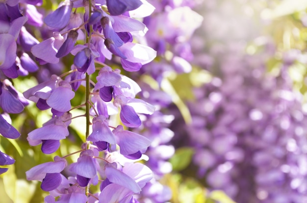 Fioletowe kwiaty Wisteria Wiosenny kwiat bzu Kwitnący ogród