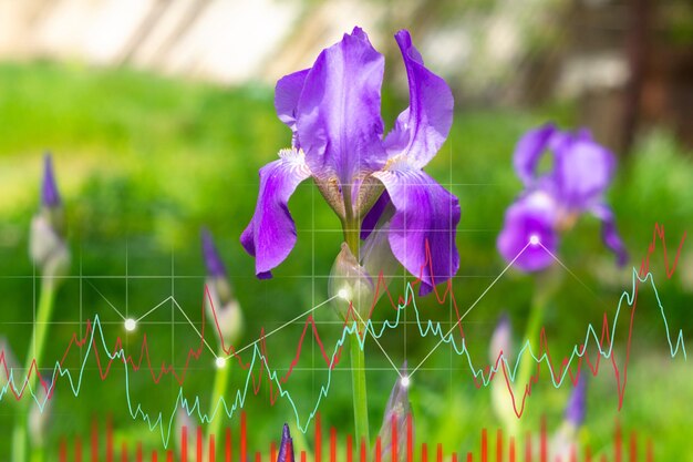 Fioletowe kwitnące kwiaty tęczówki z bliska na zielonym tle ogrodu Wykres sprzedaży Biznes kwiatowy