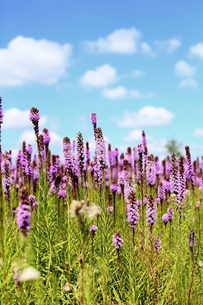 Zdjęcie fioletowe kwitnące rośliny liatris spicata z bliska