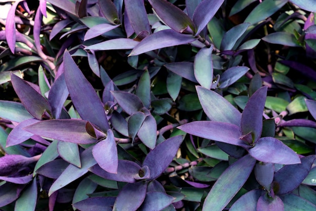 fioletowe liście wzorcowe liście tradescantia pallida lub fioletowa królowa roślina lub fioletowe serce w ogrodzie