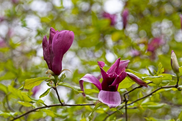 Fioletowe magnolie Mulan