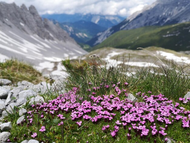 Fioletowe rośliny kwitnące na polu na tle gór w parku narodowym Karwendel w Austrii