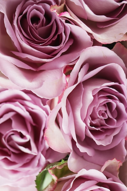 Fioletowe róże kwiatowy tekstura tło