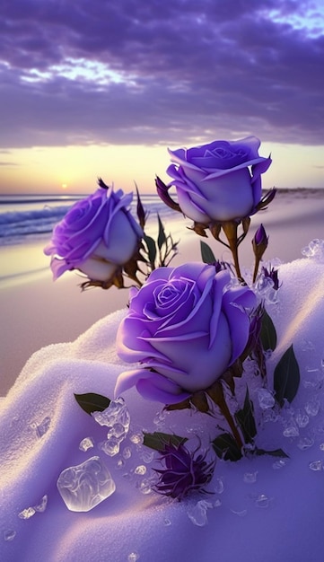 Fioletowe róże na tapetach na plaży