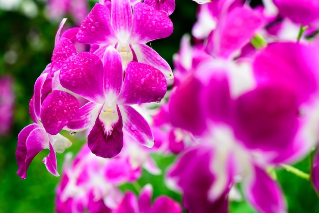 Fioletowe świeże kwiaty orchidei w ogrodzie